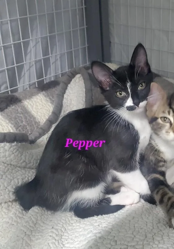 Pepper thumbnail 2