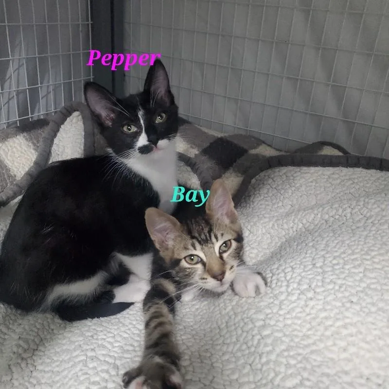 Pepper thumbnail 3
