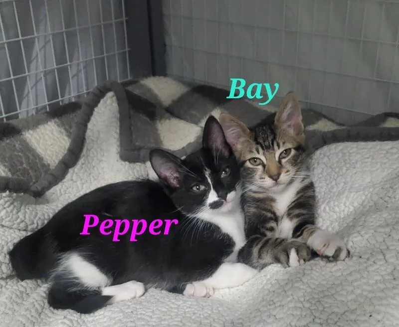 Pepper thumbnail 4