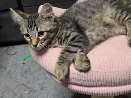 Tiger Bug thumbnail 2