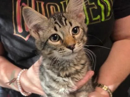 Tiger Bug thumbnail 3