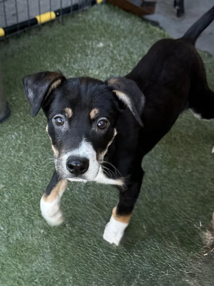 A baby medium-sized male Tricolor (Brown, Black, & White) Terrier dog named Charlie for adoption in Manhattan, NY