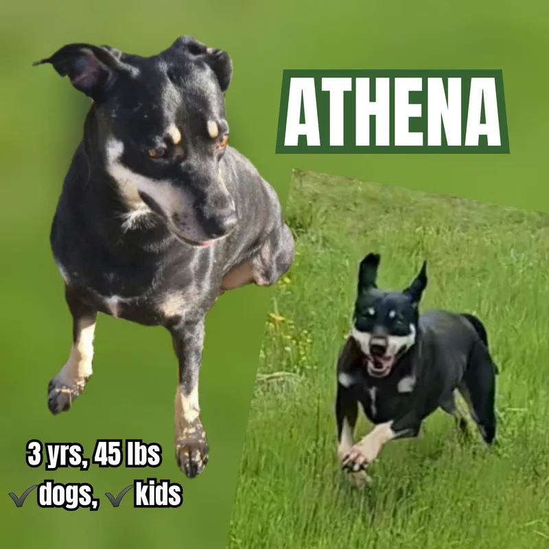 Athena