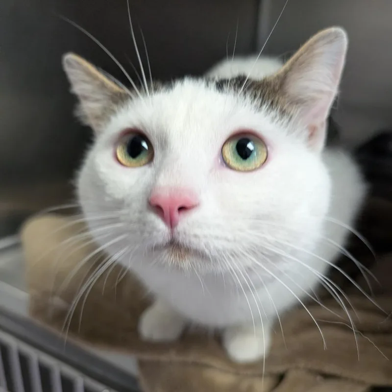 An adult medium-sized male White Domestic Short Hair cat named Coco for adoption in Blairsville, GA