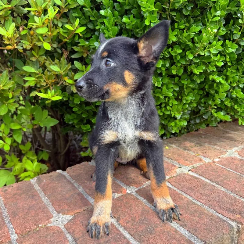 A baby medium-sized female Black Mixed Breed dog named Poppy for adoption in Brownsboro, AL