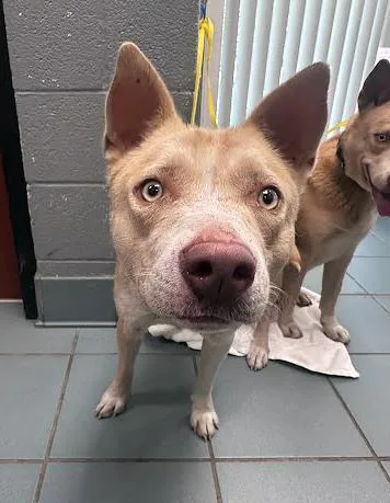 An adult medium-sized female Yellow / Tan / Blond / Fawn Mixed Breed dog named Mamba for adoption in Nashville, TN