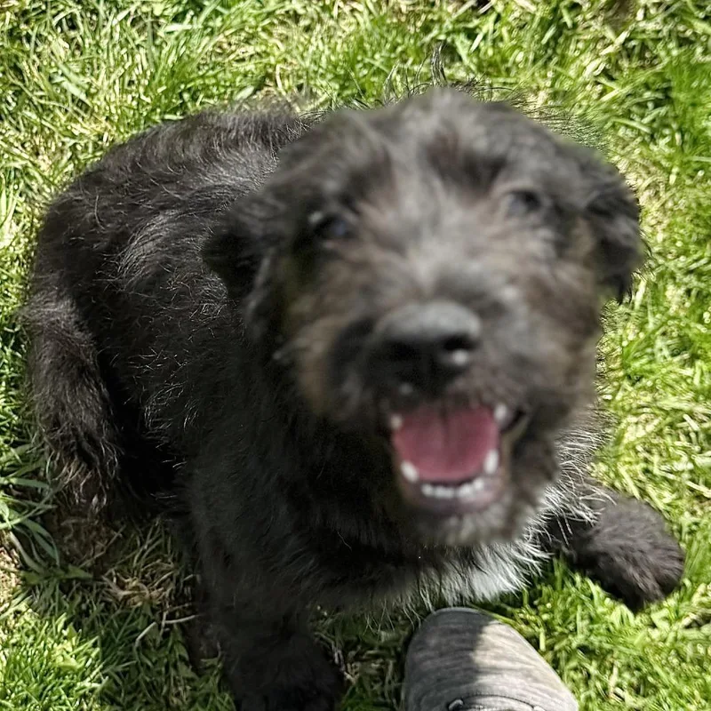 A baby small-sized female Black Terrier dog named Martha for adoption in Rock Falls, IL