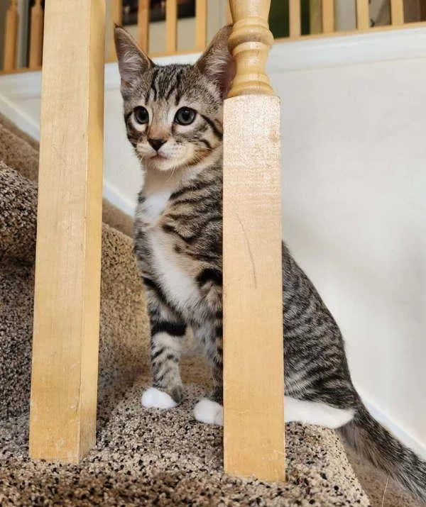 A baby medium-sized male Domestic Short Hair cat named Little Rascal for adoption in Salt Lake City, UT