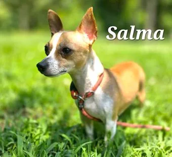 A young small-sized female Yellow / Tan / Blond / Fawn Chihuahua dog named Salma for adoption in New York, NY