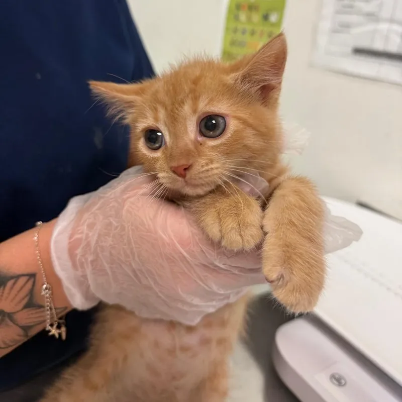 A baby small-sized male Orange / Red Domestic Medium Hair cat named Theo for adoption in Charleston, WV
