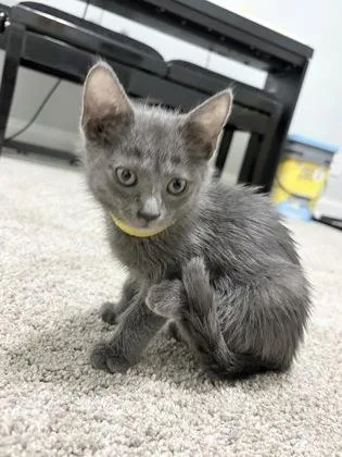 A baby small-sized female Domestic Short Hair cat named Flounder for adoption in Chamblee, GA
