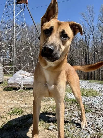 An adult medium-sized male Mixed Breed dog named Rhino for adoption in Atlanta, GA