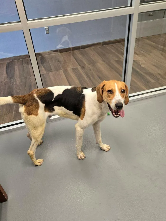 A young medium-sized male Hound dog named Kevin for adoption in Hilton Head Island, SC
