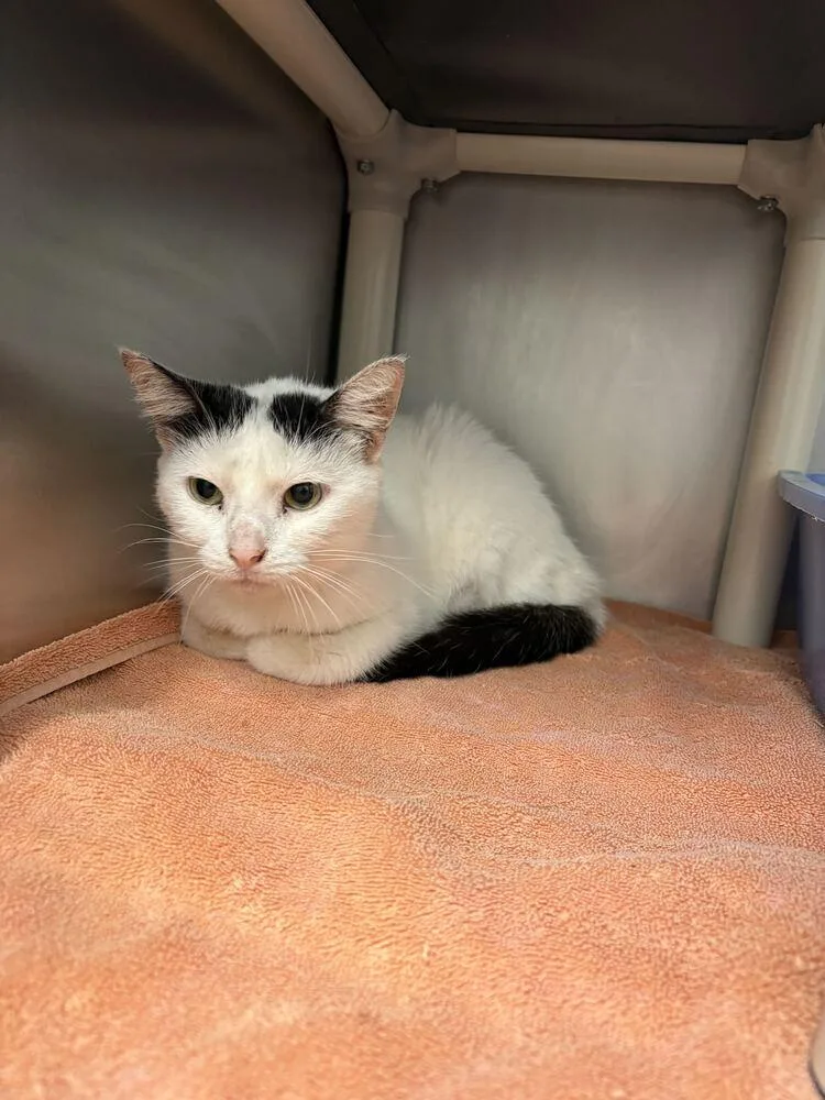 An adult medium-sized female Black & White / Tuxedo Domestic Short Hair cat named Dumpling for adoption in Bowling Green, OH