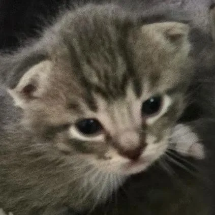 A baby small-sized female Gray / Blue / Silver Domestic Short Hair cat named Sophie C for adoption in Princeton, MN