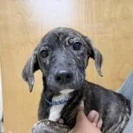 A baby small-sized male Brindle Terrier dog named Rubin for adoption in Tyler, TX
