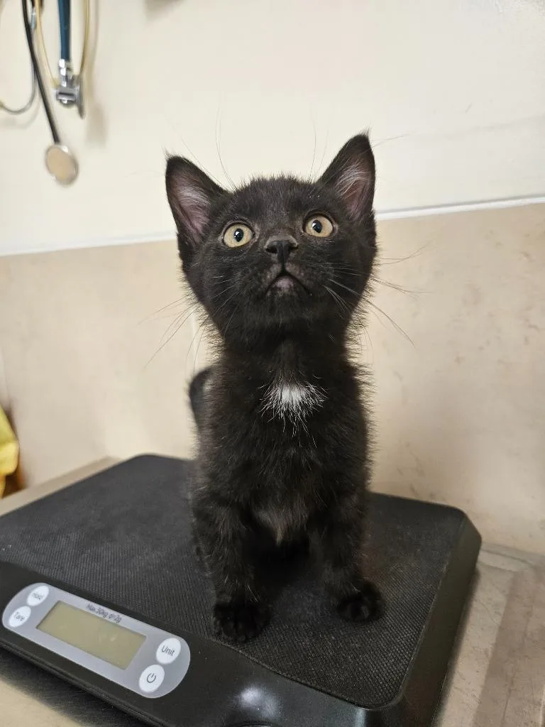 A baby small-sized male Domestic Short Hair cat named Loki for adoption in Pratt, KS
