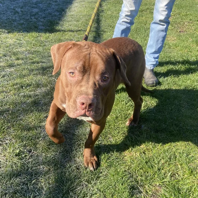 A young medium-sized male Brown / Chocolate Mixed Breed dog named Otter for adoption in Binghamton, NY