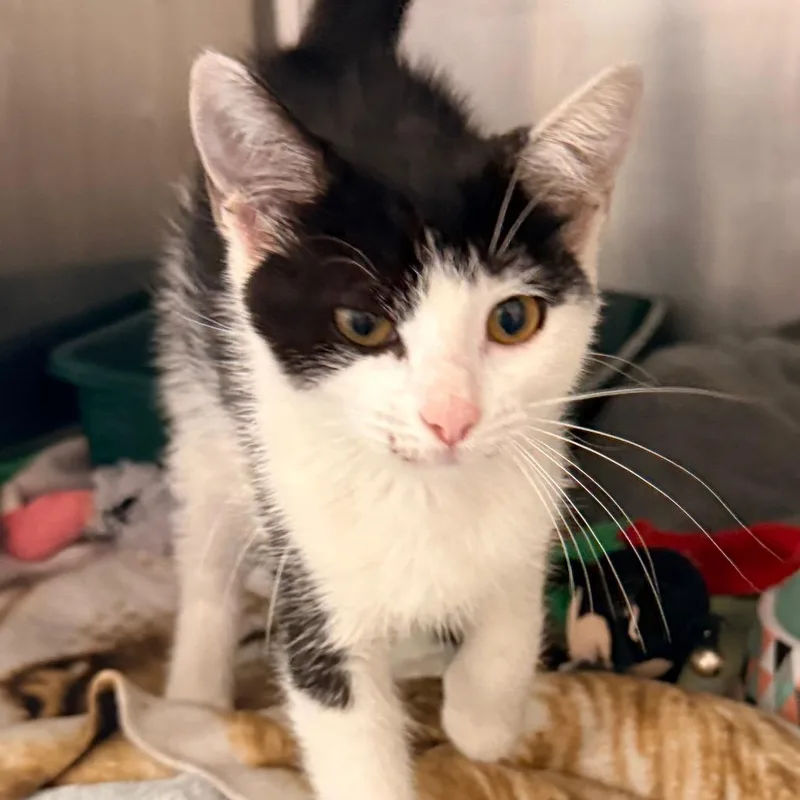 A baby small-sized female Black Domestic Short Hair cat named Shrimp Toast for adoption in Evansville, IN