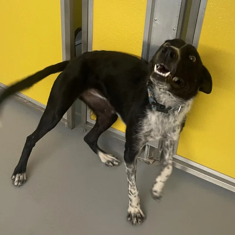 An adult medium-sized female Australian Cattle Dog / Blue Heeler dog named River for adoption in Torrey, UT