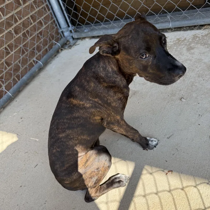 A young medium-sized female Brindle Pit Bull Terrier dog named Darlene for adoption in Birmingham, AL