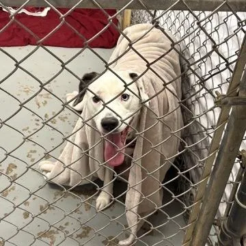 An adult medium-sized female White / Cream Terrier dog named Darling Tuesday for adoption in Northbrook, IL