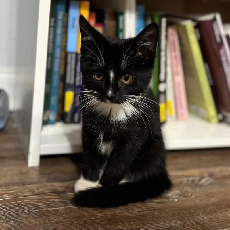 A baby medium-sized female Black & White / Tuxedo Domestic Short Hair cat named Ivy for adoption in Chattanooga, TN