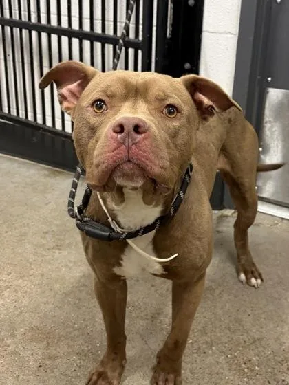 A young medium-sized male Pit Bull Terrier dog named Bronco for adoption in Cleveland, OH