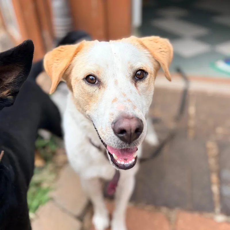 An adult medium-sized male White / Cream Shepherd dog named Dino for adoption in Aldie, VA