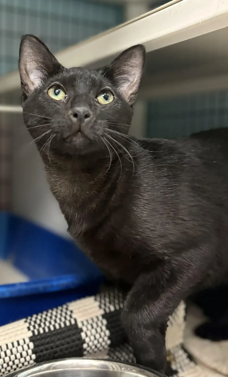 Petsmart Baby Ruth & thumbnail 2