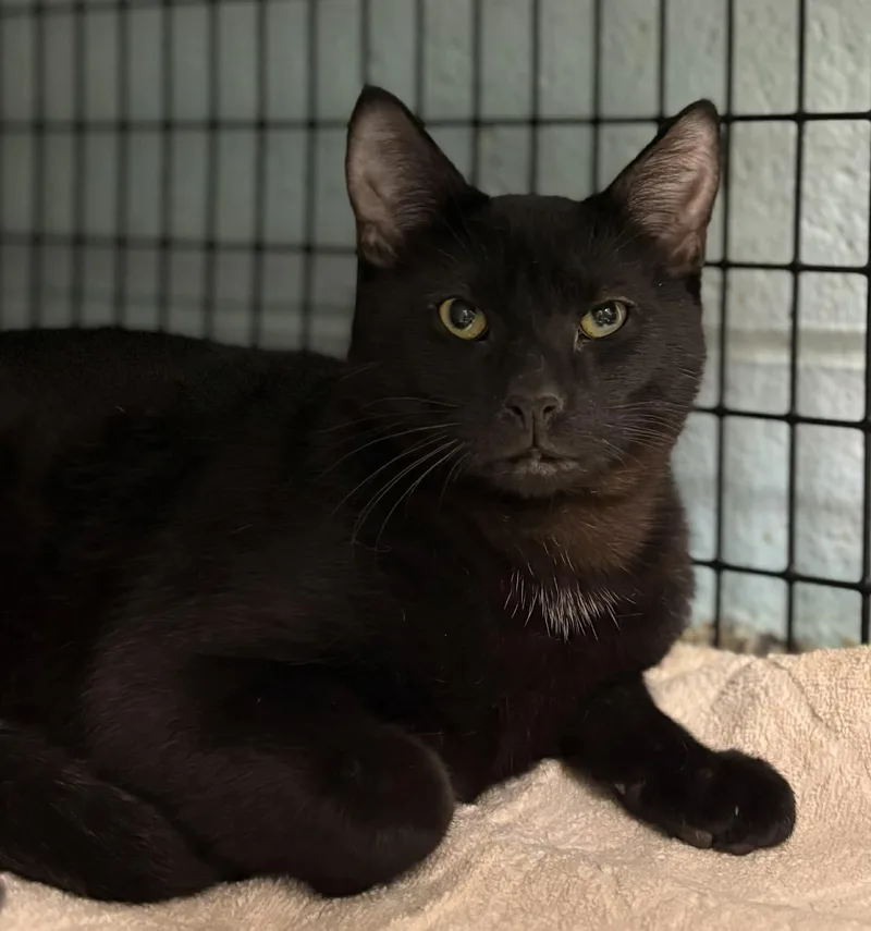 A young medium-sized male Black Domestic Short Hair cat named Petsmart Baby Ruth & for adoption in Cape May Court House, NJ