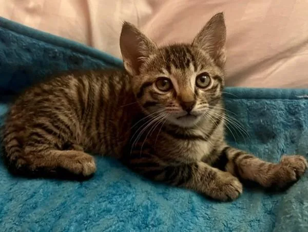A baby small-sized male Domestic Short Hair cat named Mozart for adoption in Novato, CA