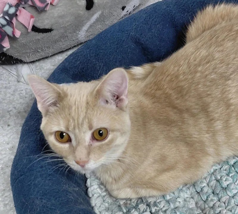 Cooper @ The Cat's thumbnail 2