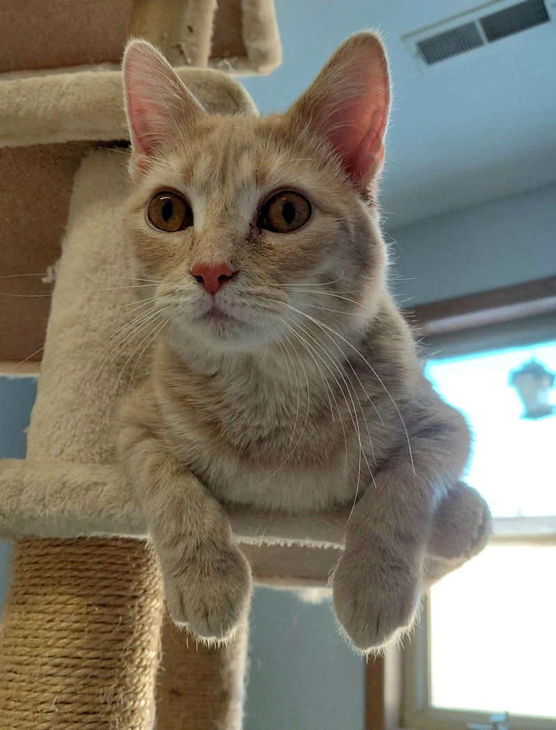 Cooper @ The Cat's thumbnail 3