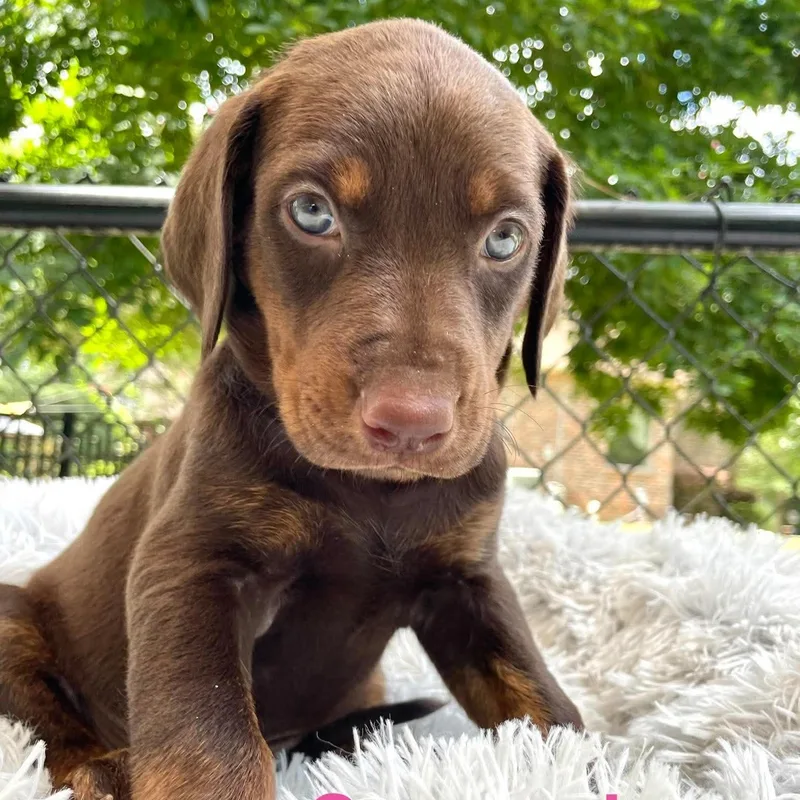 A baby large-sized female Brown / Chocolate Doberman Pinscher dog named Cassandra for adoption in Madisonville, LA