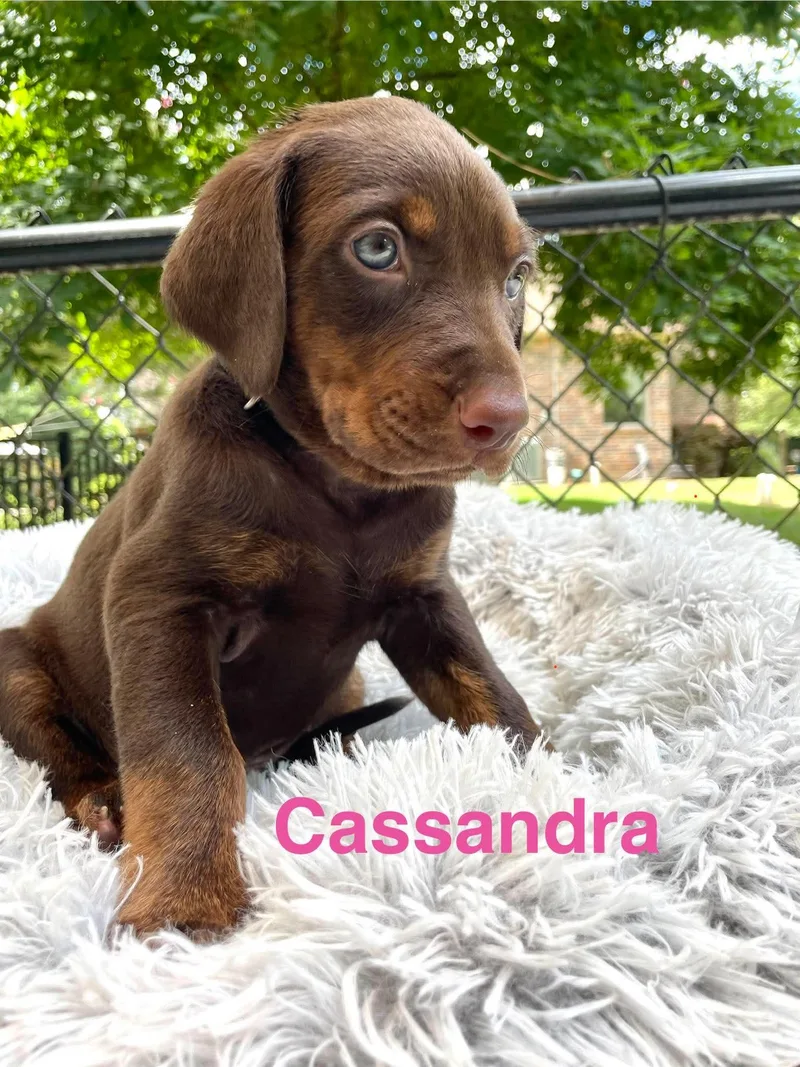 Cassandra thumbnail 3