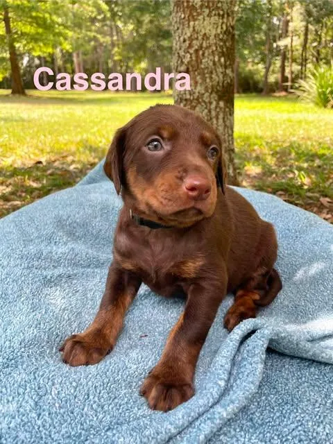 Cassandra thumbnail 5