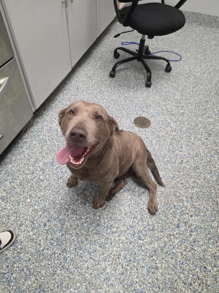 An adult medium-sized female Labrador Retriever dog named Mable for adoption in Angola, IN