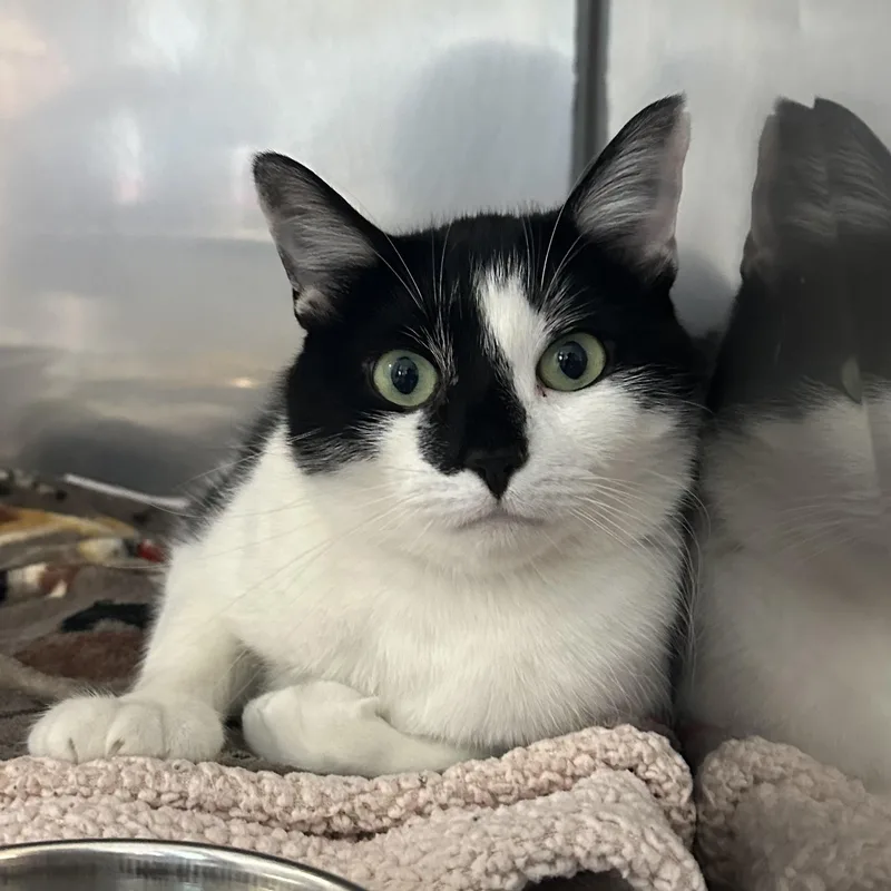 A young medium-sized female Black & White / Tuxedo Domestic Short Hair cat named Gale for adoption in Exeter, RI