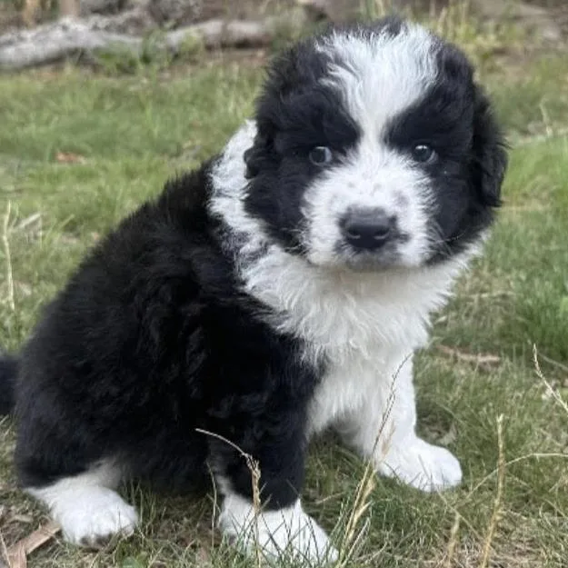 A baby large-sized male Australian Shepherd dog named Stuart for adoption in Stokesdale, NC