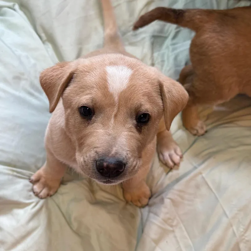 A baby small-sized male Yellow / Tan / Blond / Fawn Mixed Breed dog named Mayo for adoption in Flagstaff, AZ