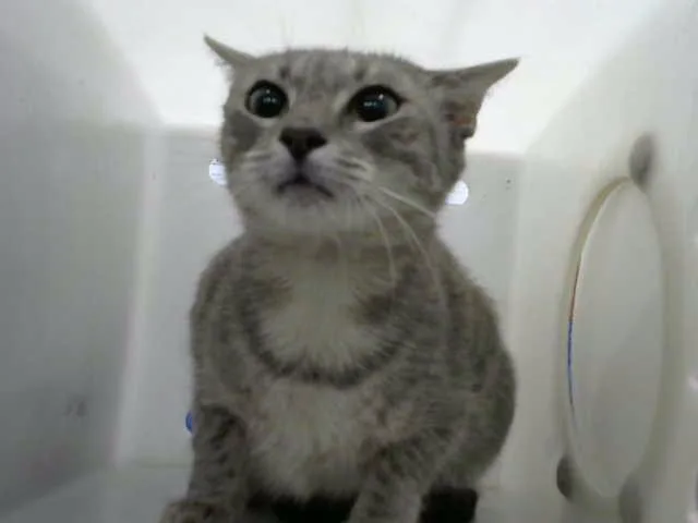 A young medium-sized female Domestic Short Hair cat named Gretta for adoption in Albuquerque, NM