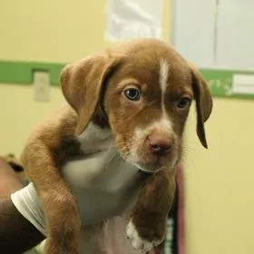 A baby medium-sized male Mixed Breed dog named Jackpot for adoption in Novelty, OH