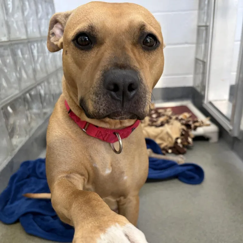 An adult medium-sized female Mixed Breed dog named Miku for adoption in Pittsburgh, PA