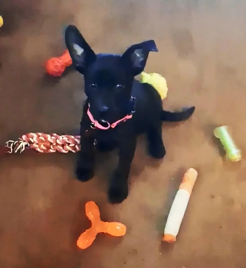 A baby medium-sized female Australian Cattle Dog / Blue Heeler named Lafawnduh for adoption in Houston, TX