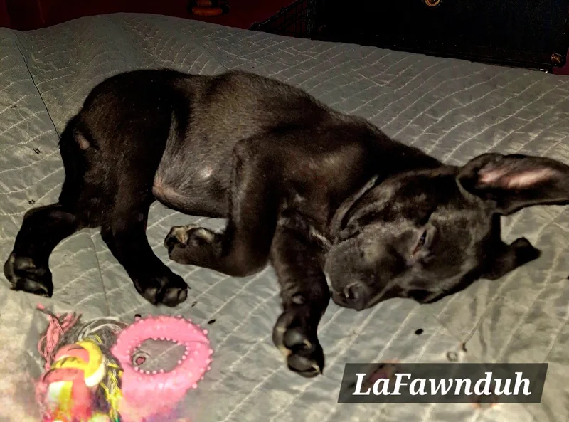 Lafawnduh thumbnail 4