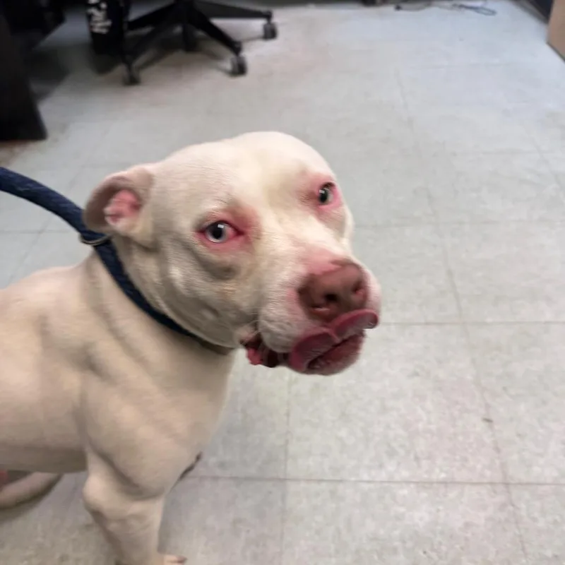 An adult medium-sized male White / Cream Pit Bull Terrier dog named Hyper Piper for adoption in Philadelphia, PA