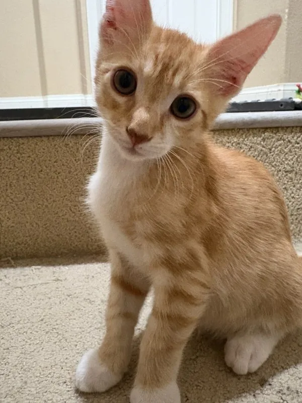 A baby medium-sized male Domestic Short Hair cat named Skittles for adoption in Bonsall, CA