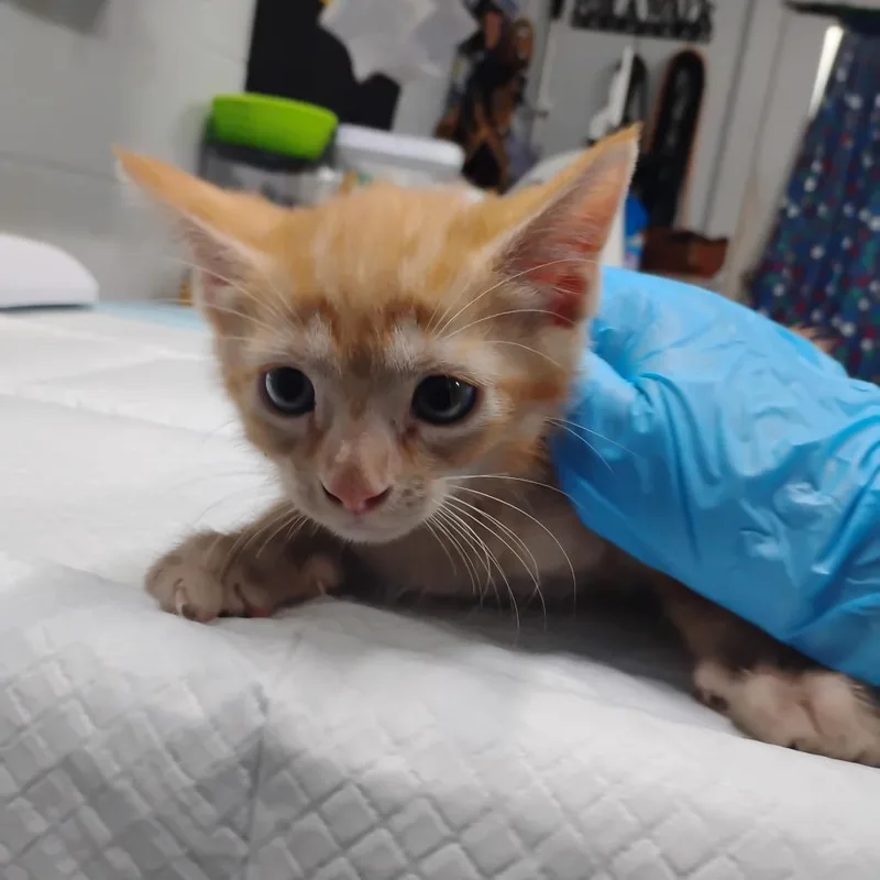A baby small-sized male Orange / Red Domestic Short Hair cat named Noah for adoption in Summerville, SC