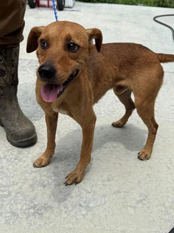 A young medium-sized male Jack Russell Terrier dog named Billy for adoption in Campbellsville, KY